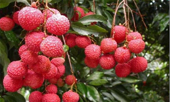 增城掛綠荔枝 增城掛綠荔枝