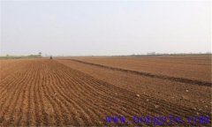 蕎麥的種植與管理方法，蕎麥高產(chǎn)栽培技術(shù)要點(diǎn)