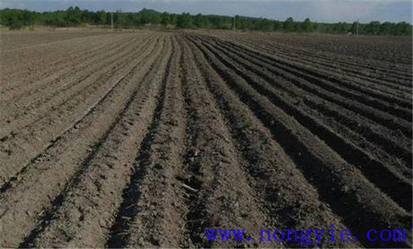 土壤疏松好，塊莖易膨大