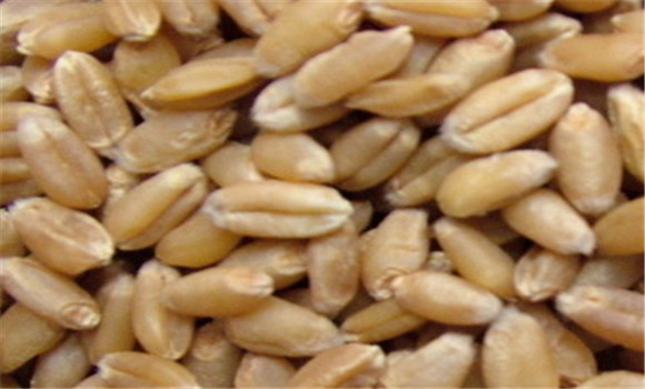 小麥的營養(yǎng)價值及功效，小麥的功效與作用