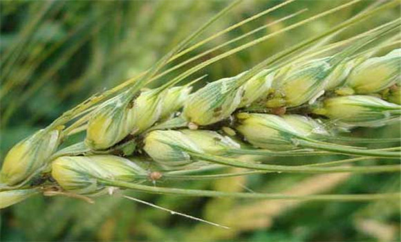 麥子有哪些營養(yǎng)價(jià)值？