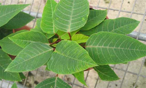 防治褐斑病用什么藥？