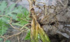 枯萎病的發(fā)病規(guī)律是什么？枯萎病的防治方法