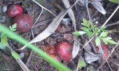 野地瓜多少錢(qián)一斤，吃野地瓜有什么好處