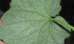 白粉虱怎么徹底消滅，白粉虱的防治方法