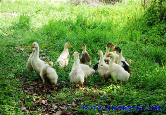 如何飼養(yǎng)鵝，鵝的飼養(yǎng)管理需注意事項(xiàng)