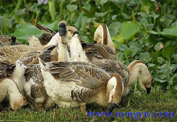 用草飼料喂養(yǎng)鵝的辦法的注意事項