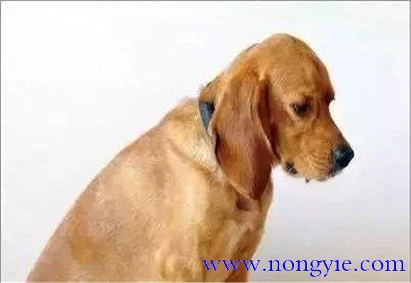 老齡犬的特征表現