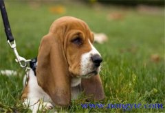 狗的訓(xùn)練方法，訓(xùn)練狗的一些基本要點(diǎn)