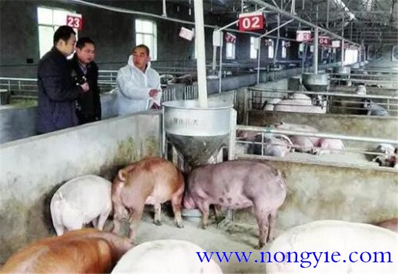 豬場管理的關(guān)鍵要點(diǎn)