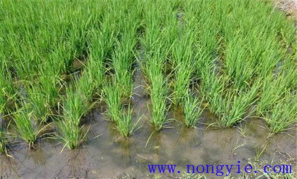 插秧到拔節(jié)期