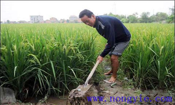 加強水漿管理，確保形成合理的群體