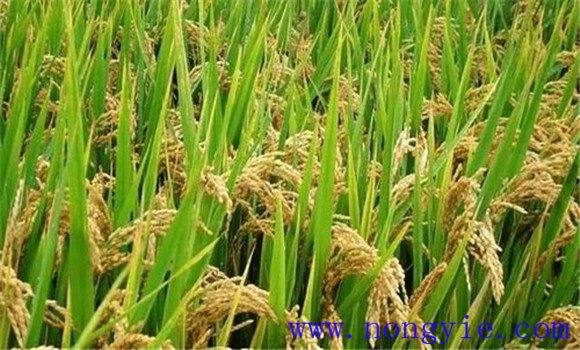 及早追施肥料，確保后期不脫肥