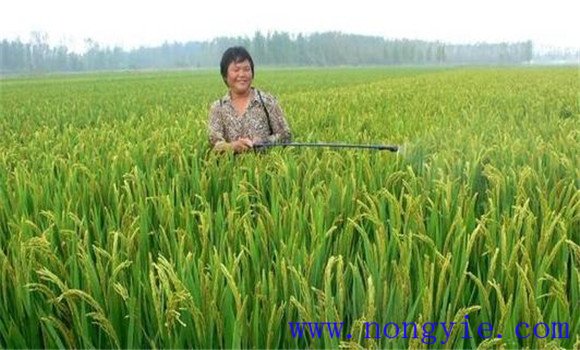 加強病蟲害綜合防治，確保青稈黃熟