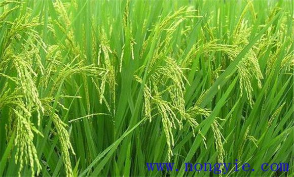 水稻穎殼張開、不灌漿與土壤有關(guān)