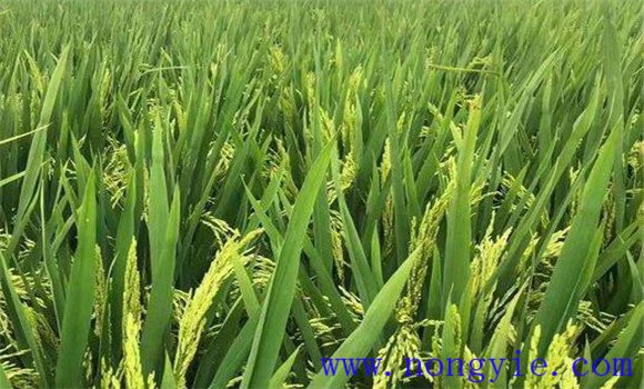 其他原因也導(dǎo)致水稻穎殼張開，不灌漿