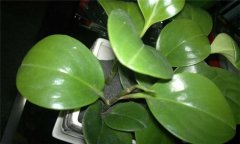 防輻射植物哪種最好？介紹幾種防輻射植物盆栽