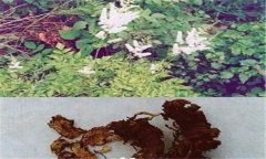 常見的天然的植物殺蟲劑有哪些？