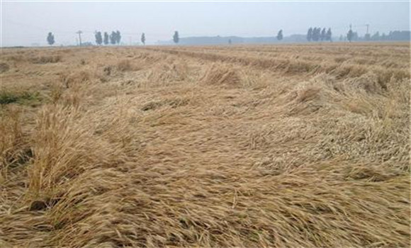 小麥倒伏如何收割？