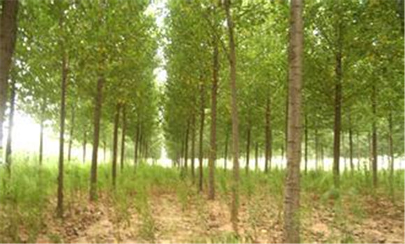 楊樹種植要注意防治三類蟲害