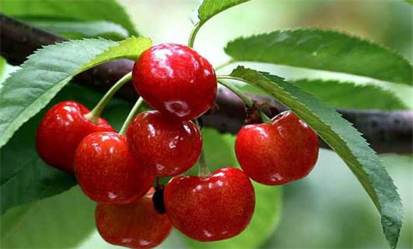 盆栽大櫻桃怎么養(yǎng)？