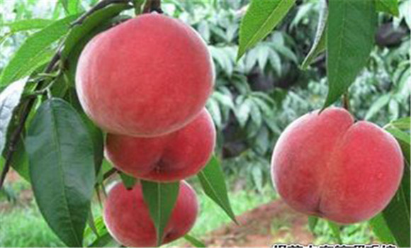 桃樹(shù)種植的方法，桃樹(shù)種植新技術(shù)介紹