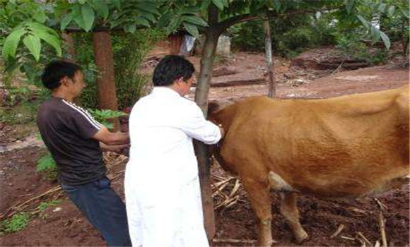 ?？谔阋甙Y狀及治療