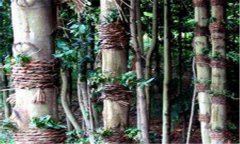 仿野生鐵皮石斛如何種植，鐵皮石斛的種植技術(shù)