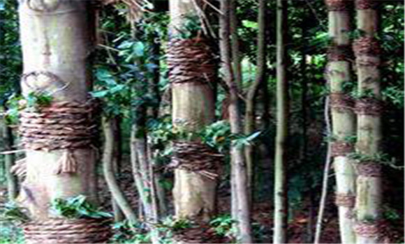 仿野生鐵皮石斛如何種植，鐵皮石斛的種植技術(shù)