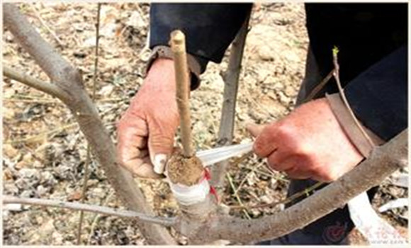 果樹(shù)春季枝接