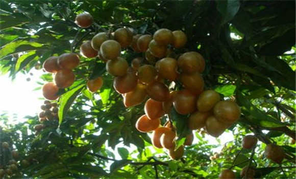 黃皮主要病蟲害怎么防治？