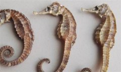 海馬的功效與作用 海馬的藥用功效