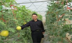 西瓜、甜瓜旱塘高壟栽培技術