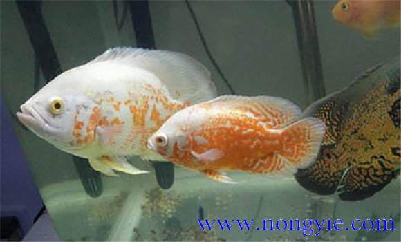 如何讓繁殖地圖魚，地圖魚的繁殖方法