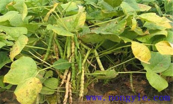 小豆種植管理技術(shù)要點