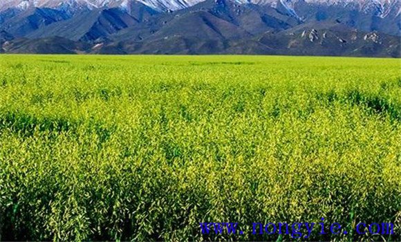 燕麥種植環(huán)境要求