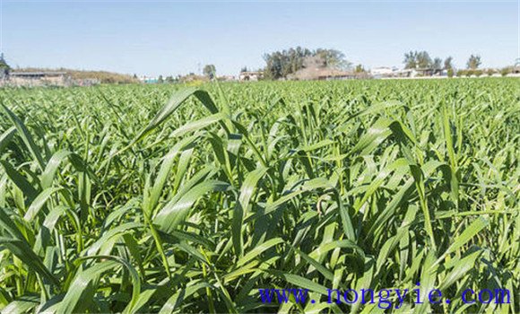 燕麥種植時間,燕麥?zhǔn)裁磿r間種植