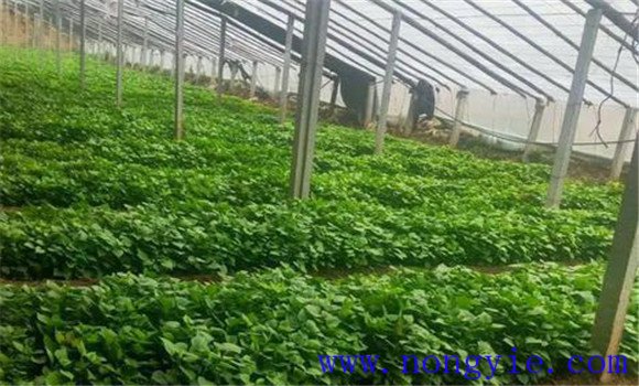 甘薯育苗栽培技術(shù)要點(diǎn)