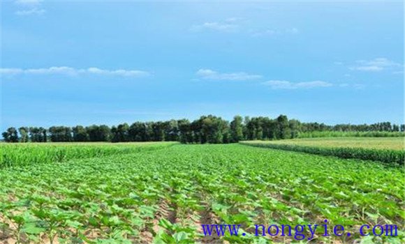 綠豆要及早播種、定苗