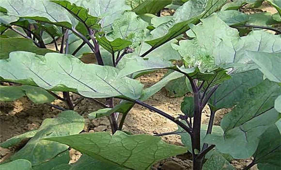 番茄開(kāi)花期