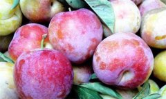 李子什么時候成熟，李子如何保鮮貯藏？