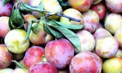 李子是酸性還是堿性、是涼性還是熱性？