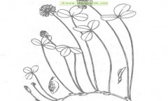 白三葉植物學(xué)特征及生物學(xué)特性