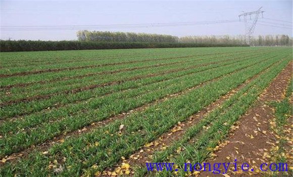 鎮(zhèn)壓小麥需注意事項