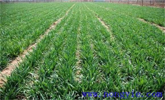 冬小麥田間管理管什么