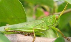 蝗蟲是益蟲還是害蟲，蝗蟲有哪些危害？