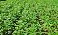 芝麻的田間管理技術(shù)要點 芝麻病蟲害如何防治