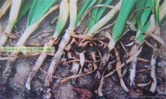 大蒜細(xì)菌性軟腐病的癥狀有哪些 怎樣防治？