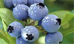 藍莓種植:藍莓高效種植技術介紹