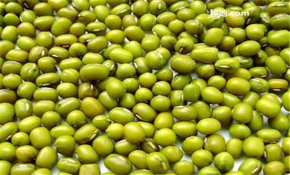 綠豆怎么防蟲(chóng)蛀